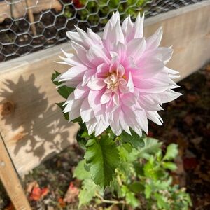 Meet your Posher, Grace